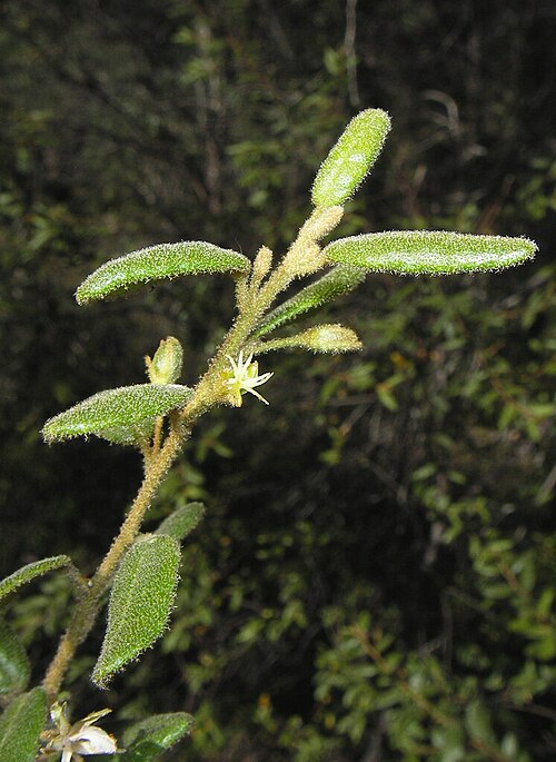 Bertya brownii: Bertya browni, July 21, 2007 ·