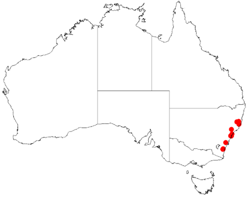 Bertya brownii: Bertya brownii Occurrence data downloaded on 22 June 2019 from Australasian Virtual Herbarium using doi: https://doi.org/10.26197/5d0d66a8764c3