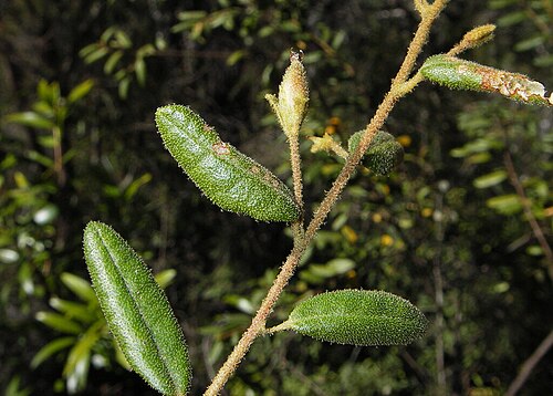 Bertya brownii: Bertya browni, July 21, 2007 ·