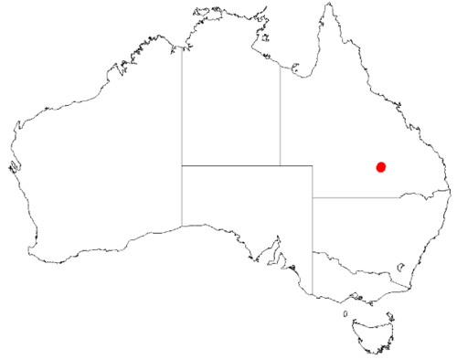 Bertya calycina: Bertya calycina Occurrence data downloaded on 22 June 2019 from Australasian Virtual Herbarium using doi: https://doi.org/10.26197/5d0d66a8764c3