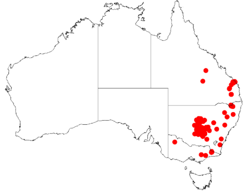 Bertya cunninghamii: Bertya cunninghamii Occurrence data downloaded on 22 June 2019 from Australasian Virtual Herbarium using doi: https://doi.org/10.26197/5d0d66a8764c3