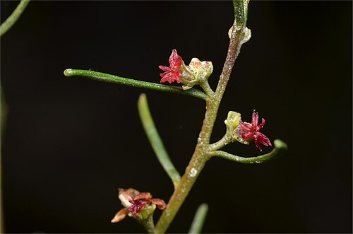 Bertya cunninghamii: Female flowers of Bertya cunninghamii subsp. cunninghamii in the Hiawatha State Forest, along West Wyalong - Wamboyne Road, approximately north of West Wyalong,