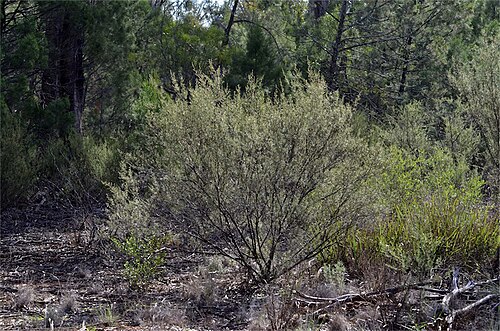 Bertya cunninghamii: Bertya cunninghamii subsp. cunninghamii' in Hiawatha State Forest, along West Wyalong - Wamboyne Road, approximately north of West Wyalong, New South Wales