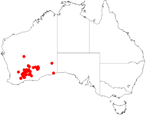 Bertya dimerostigma: Bertya dimerostigma Occurrence data downloaded on 22 June 2019 from Australasian Virtual Herbarium using doi: https://doi.org/10.26197/5d0d66a8764c3