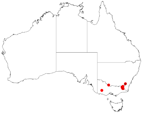 Bertya findlayi: Bertya findlayi Occurrence data downloaded on 22 June 2019 from Australasian Virtual Herbarium using doi: https://doi.org/10.26197/5d0d66a8764c3