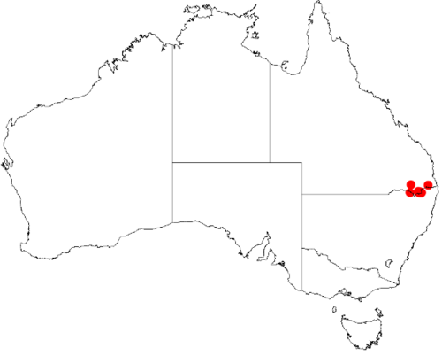 Bertya glandulosa: Bertya glandulosa Occurrence data downloaded on 22 June 2019 from Australasian Virtual Herbarium using doi: https://doi.org/10.26197/5d0d66a8764c3
