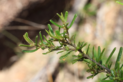 Bertya glandulosa (Bertya glandulosa)