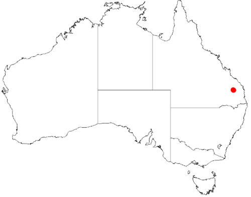 Bertya granitica: Bertya granitica Occurrence data downloaded on 22 June 2019 from Australasian Virtual Herbarium using doi: https://doi.org/10.26197/5d0d66a8764c3
