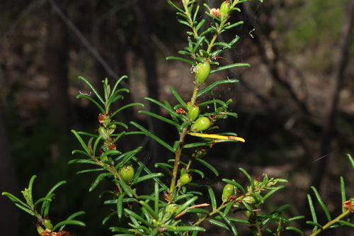 Bertya gummifera (Bertya gummifera)