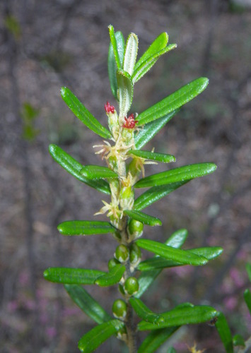 Bertya gummifera (Bertya gummifera)