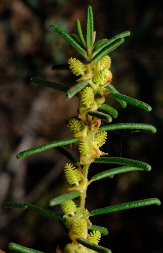 Bertya gummifera (Bertya gummifera)