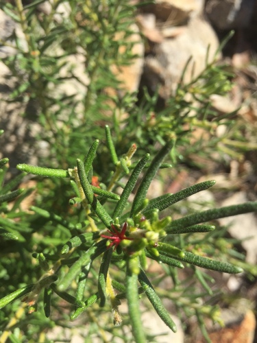 Bertya gummifera (Bertya gummifera)