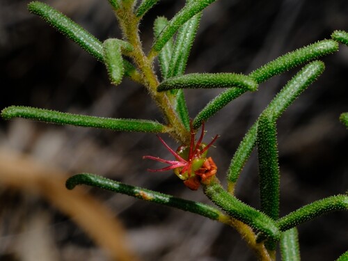 Bertya gummifera (Bertya gummifera)