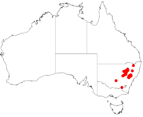 Bertya gummifera: Bertya gummifera Occurrence data downloaded on 22 June 2019 from Australasian Virtual Herbarium using doi: https://doi.org/10.26197/5d0d66a8764c3