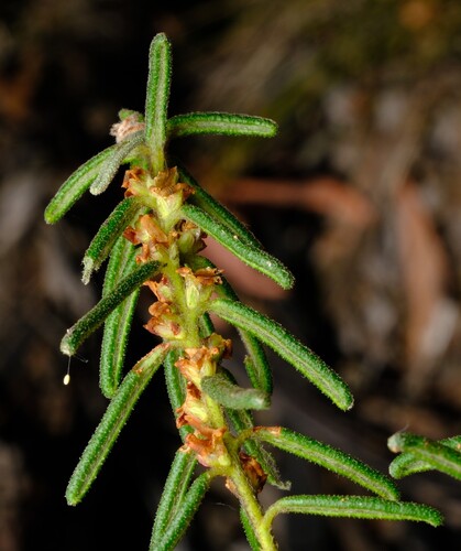Bertya gummifera (Bertya gummifera)