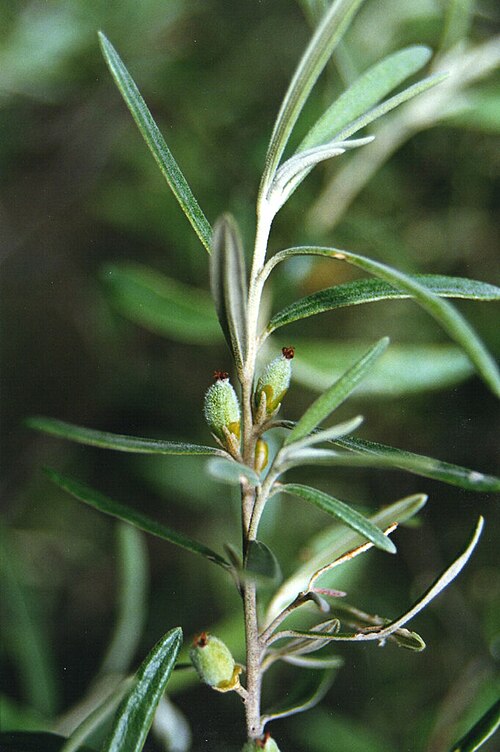 Bertya ingramii: Bertya ingramii, Northern Tablelands, NSW