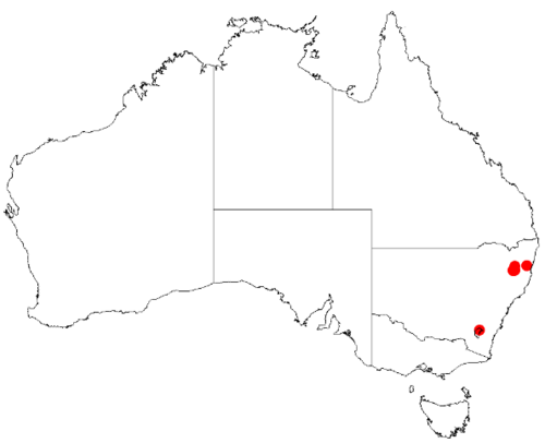 Bertya ingramii: Bertya ingramii Occurrence data downloaded on 22 June 2019 from Australasian Virtual Herbarium using doi: https://doi.org/10.26197/5d0d66a8764c3