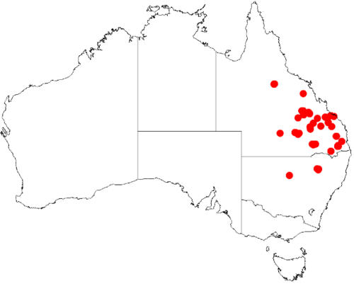 Bertya opponens: Bertya opponens Occurrence data downloaded on 22 June 2019 from Australasian Virtual Herbarium using doi: https://doi.org/10.26197/5d0d66a8764c3