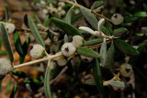 Bertya opponens (Bertya opponens)
