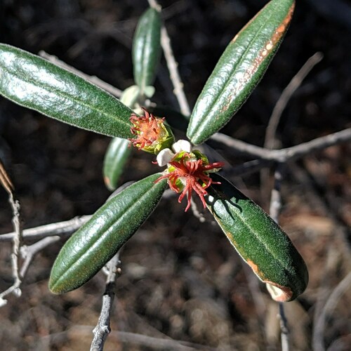 Bertya opponens (Bertya opponens)