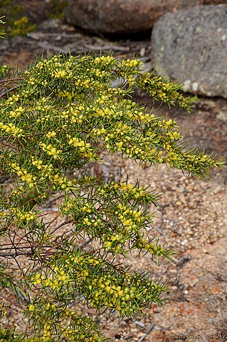 Bertya recurvata: Bertya recurvata, Euphorbiaceae