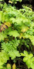 Berula bracteata (Berula bracteata)