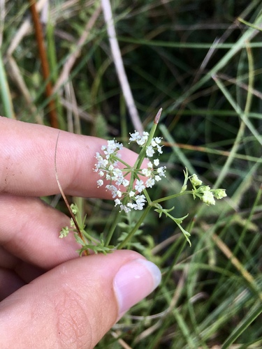 Cutleaf waterparsnip (Berula erecta)