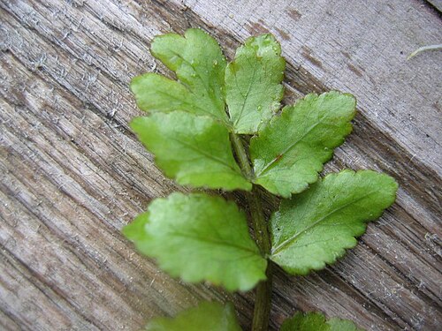 Cutleaf waterparsnip: Berle