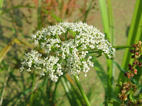 Cutleaf waterparsnip: Berle ( Berula erecta ), Rostock