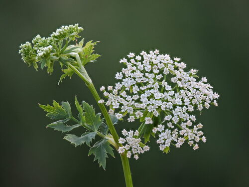 Cutleaf waterparsnip (Berula erecta)