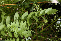 Cutleaf waterparsnip (Berula erecta)