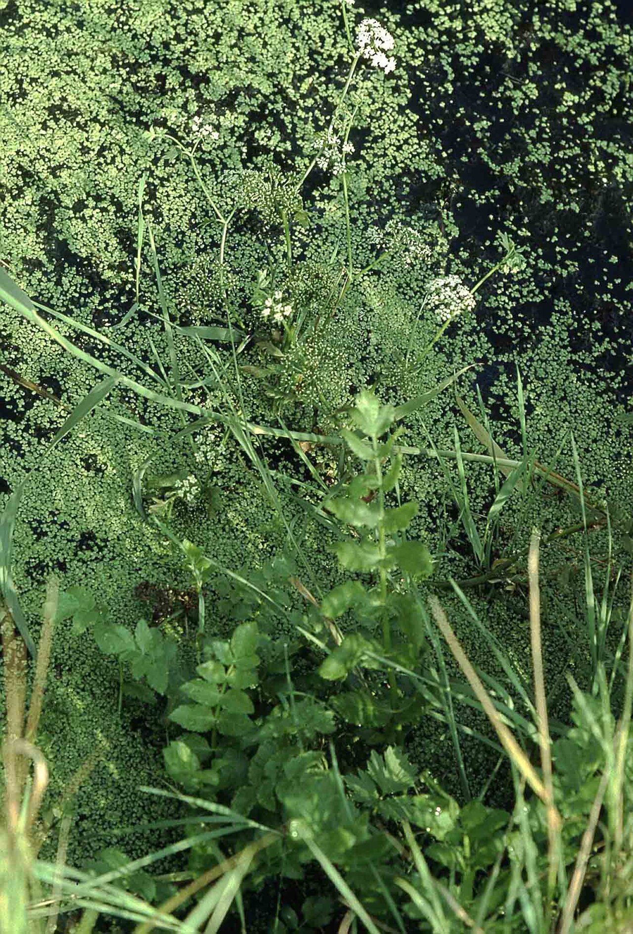 Cutleaf waterparsnip (Berula erecta)