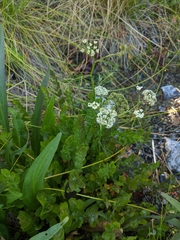Cutleaf waterparsnip (Berula erecta)