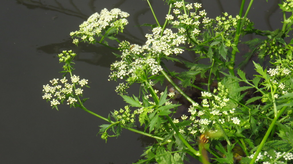 Cutleaf waterparsnip (Berula erecta)
