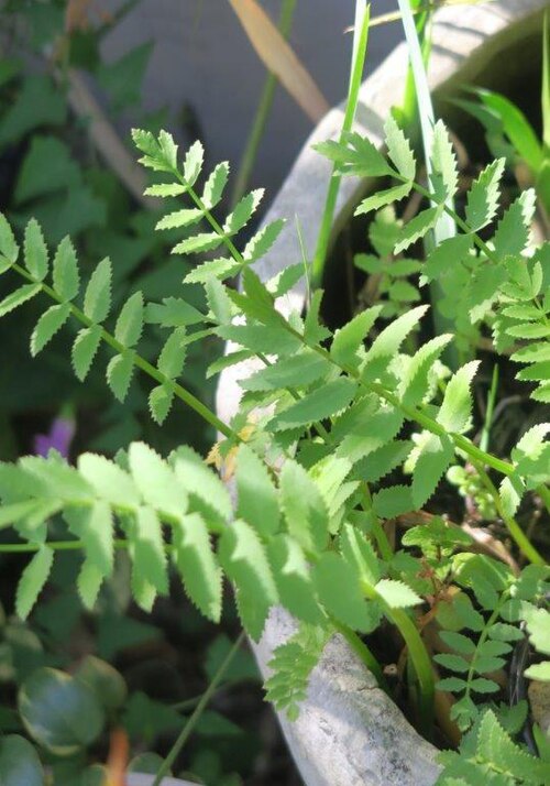 Berula thunbergii: cutleaf waterparsnip