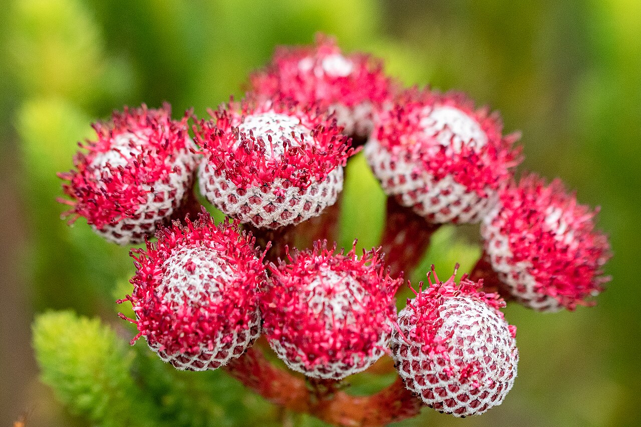 Berzelia stokoei: Red Coffeebush