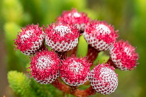 Berzelia stokoei: Red Coffeebush