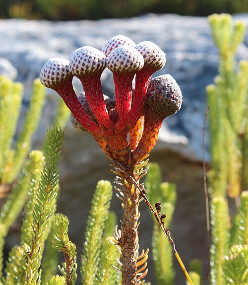 Berzelia stokoei: Red Coffeebush