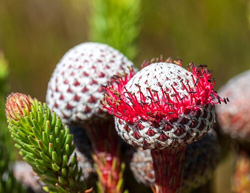 Berzelia stokoei: Red Coffeebush