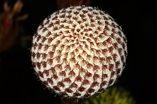 Berzelia stokoei: Berzelia stokoei , developing flowerhead (in bud); Kogelberg Biosphere Reserve, higher mountain slopes above Betty's Bay, Western Cape, South Africa