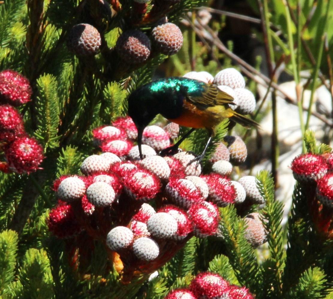 Berzelia stokoei: Red Coffeebush