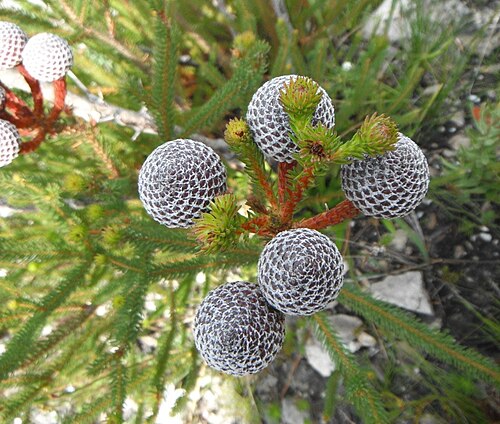 Berzelia stokoei: Red Coffeebush