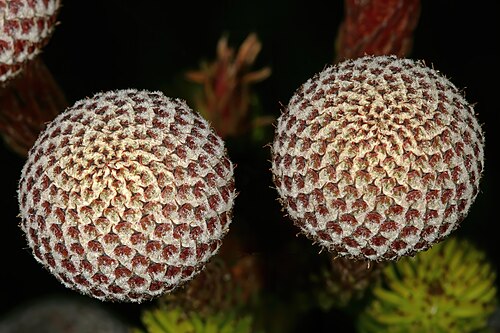 Berzelia stokoei: Berzelia stokoei , developing flowerheads (in bud); Kogelberg Biosphere Reserve, higher mountain slopes above Betty's Bay, Western Cape, South Africa