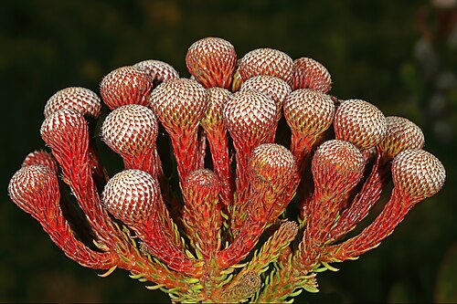 Berzelia stokoei: Berzelia stokoei , developing flowerheads (in bud); Kogelberg Biosphere Reserve, higher mountain slopes above Betty's Bay, Western Cape, South Africa
