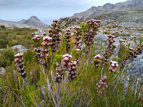 Berzelia stokoei: Red Coffeebush