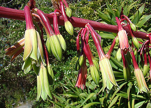 Beschorneria albiflora: Native to southern Mexico and Guatemala. UC Berkeley Botanical Gardens. In context at www.dixpix.ca/meso_america/Flora/asparagales/index.html