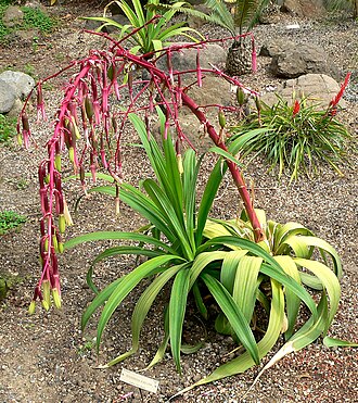Beschorneria albiflora: Photo of Beschorneria albiflora at the University of California Botanical Garden