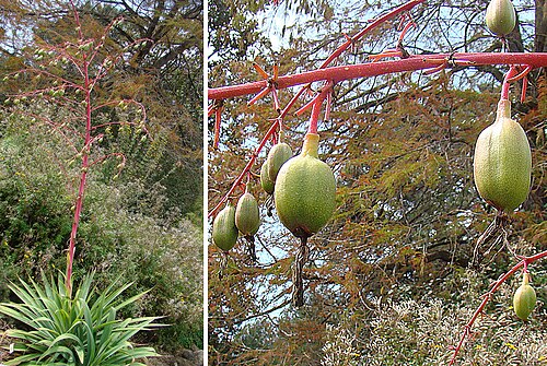 Beschorneria albiflora: Plant and pods of the Quetzel Beschorneria, Botancal Gardens at UC Berkeley. In context at www.dixpix.ca/meso_america/Flora/asparagales/index.html