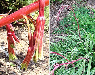 Beschorneria rigida: Native to central Mexico. UC Berkeley Botanical Gardens. In context at www.dixpix.ca/meso_america/Flora/asparagales/index.html