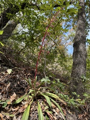 Beschorneria septentrionalis (Beschorneria septentrionalis)